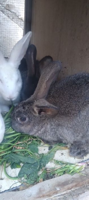 Quyon bor narxi 100000