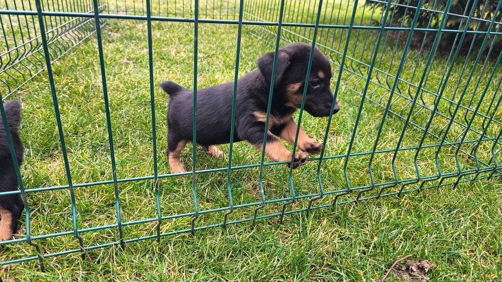 Джак Ръсел териер