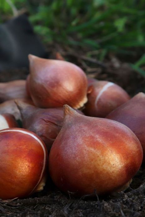 Bloom Flower | Қызғалдақ пиязшықтары (луковиц тюльпандары)