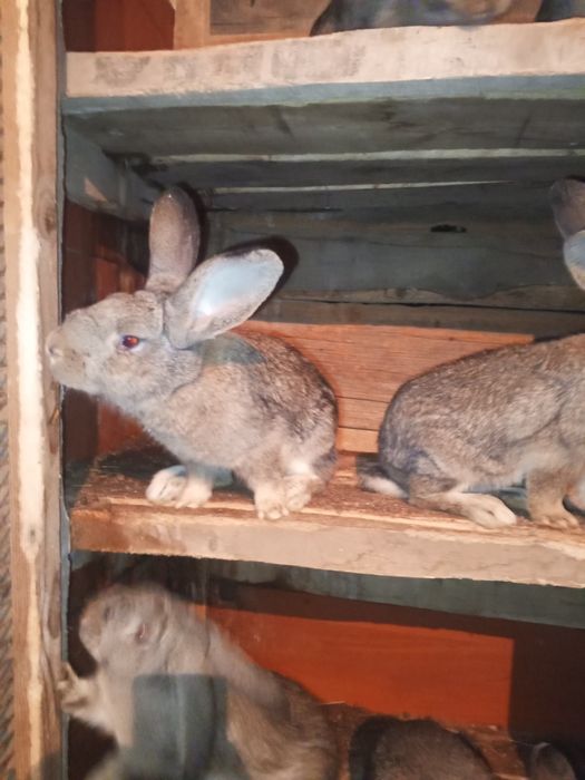 Продаются кролики