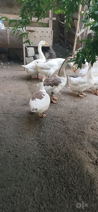 G'oz arzon narxda