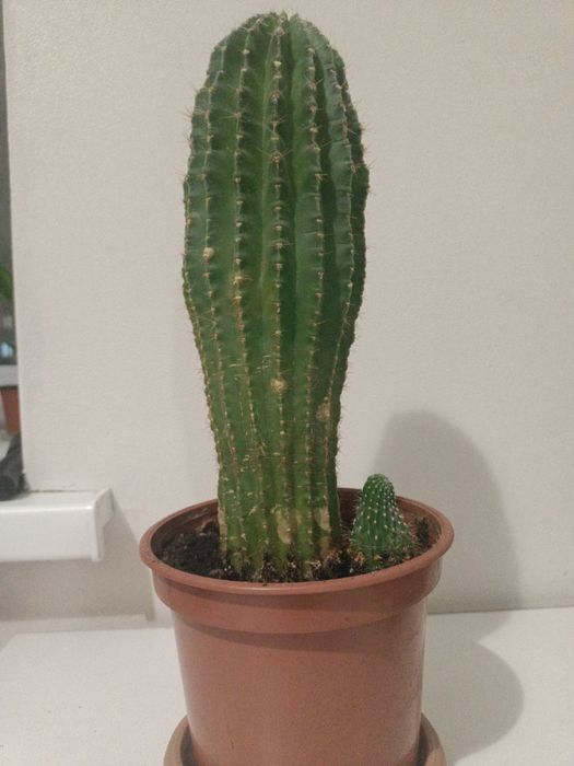 Кактус  эхинопсис
