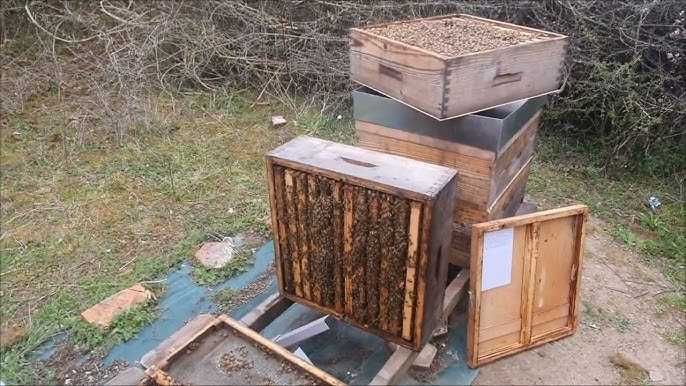 Vând familii de albine puternice – dezvoltate, sănătoase