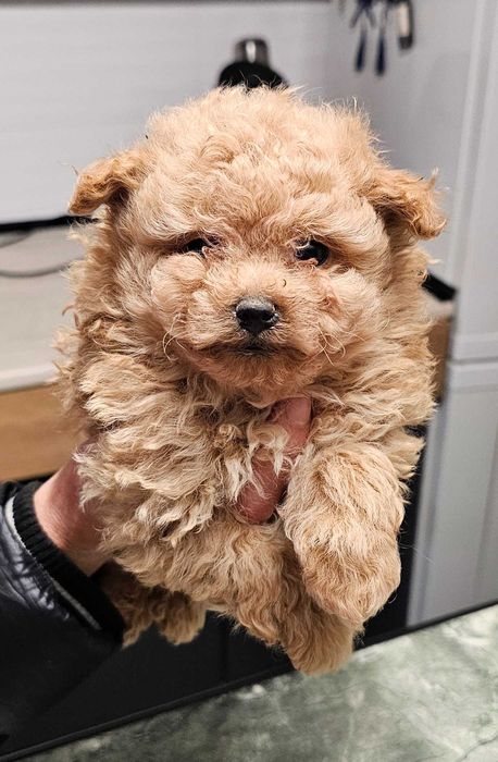 Pomapoo Померан/Пудел