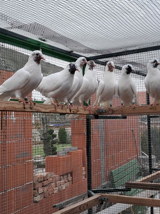 Продавам Палбелий