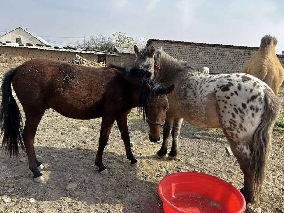 Пони сатылады төрт бас