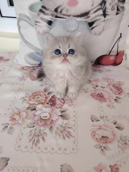Pisica persana cu pedigree