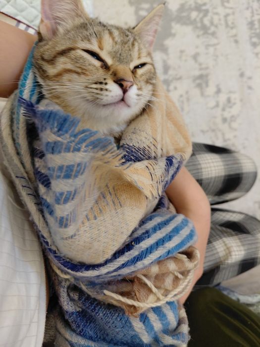 Отдам срочно кошку