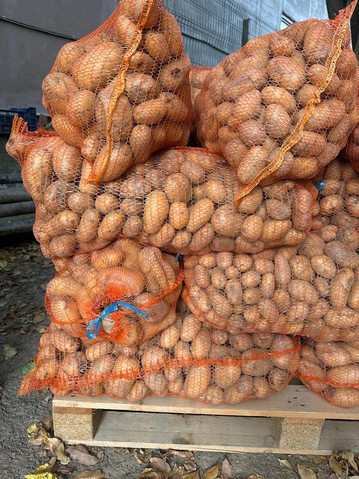 Cartofi pentru animale