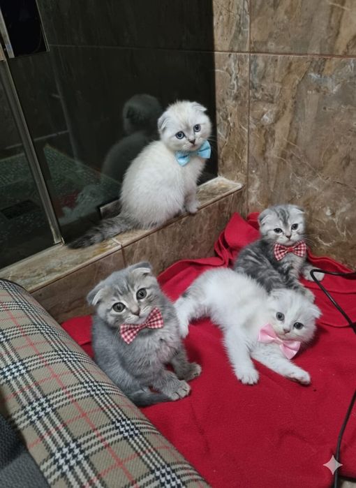 Шотландские котята