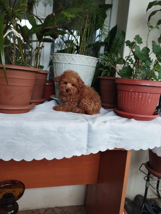 Той Пуделчета  Toy Poodle.