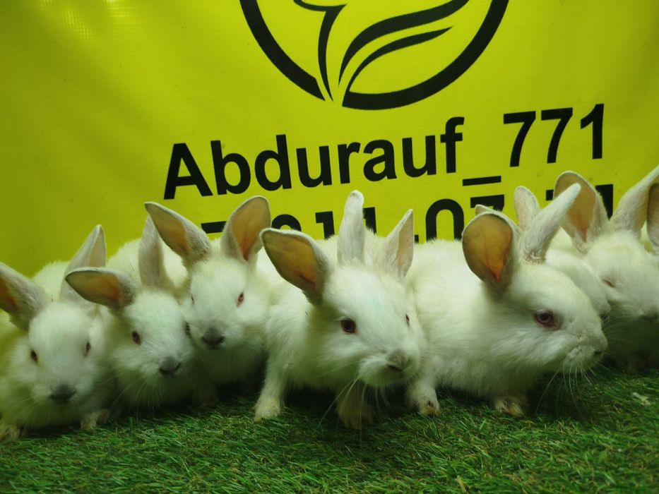 Куёнчалар сотилади