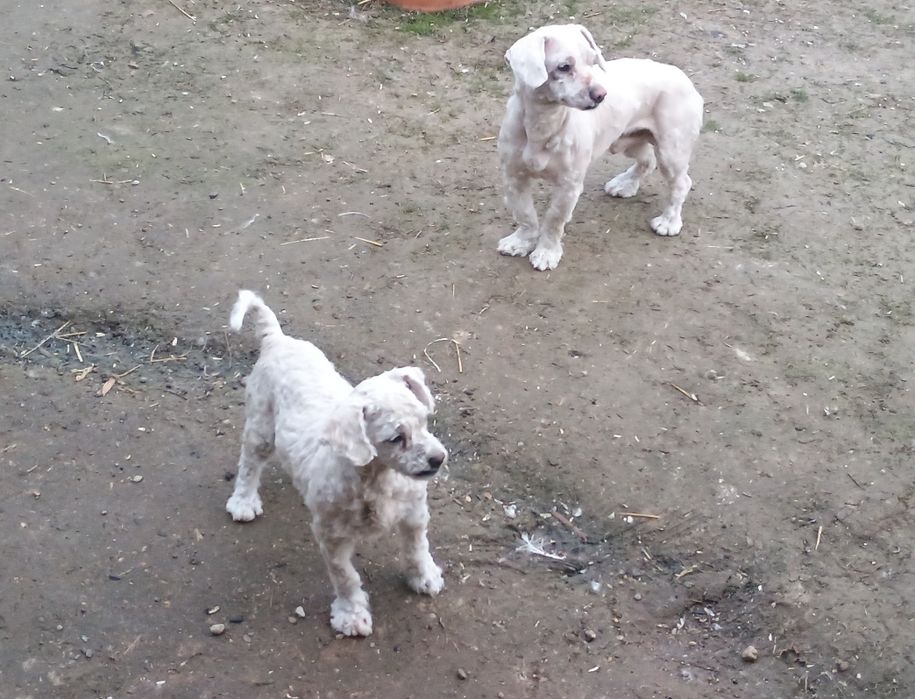 Vând porumbei vaccinați deparazitați