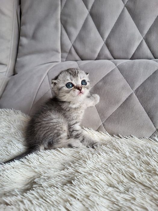 Малыши скоттиш фолд вискас