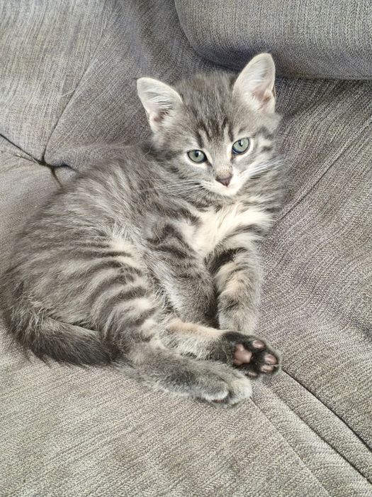 Продам шотландских котят