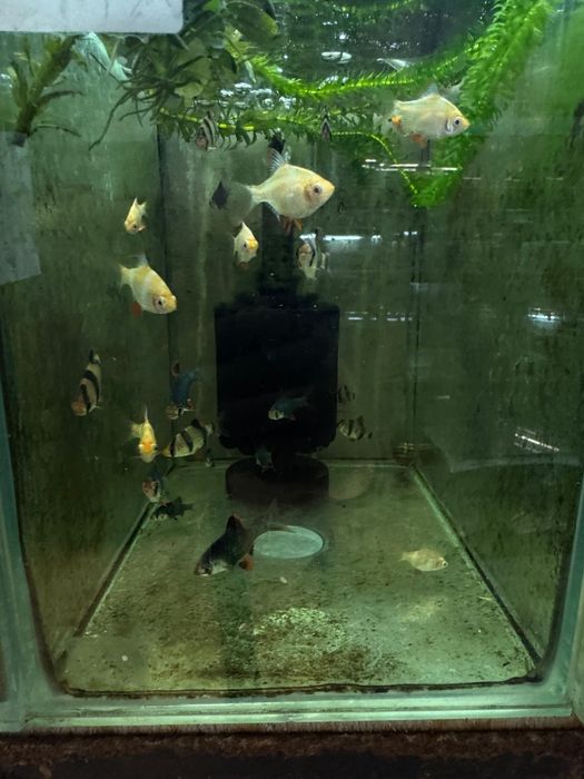 Аквариумные рыбки