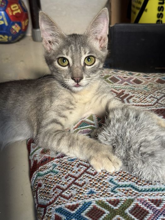 Котенок девочка в добрые руки с подарком