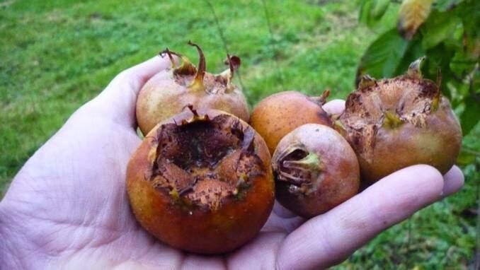 Pomi Fructiferi Deosebiți (Mosmon )