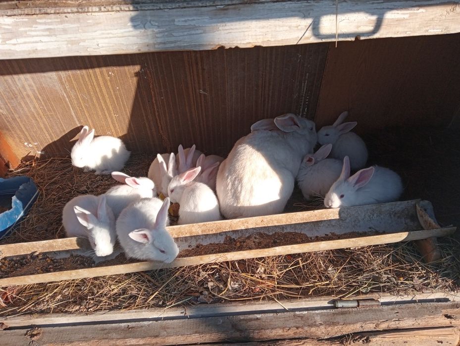 Продам кроликов,от3т.т