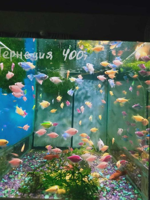 Аквариумные рыбки