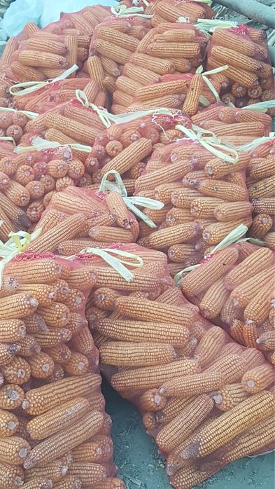 johori sotasi yemga tovuqa bersayam bo’ladi