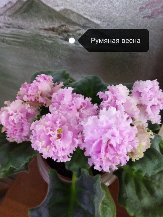 Продаются детки сортовых фиалок