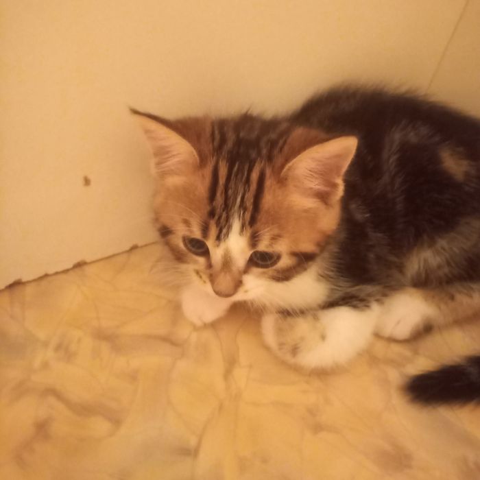 Красивый котёнок 2 месяца {дев}