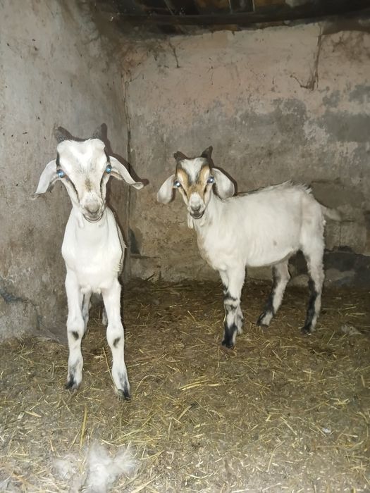 Продам козликов 2 мес