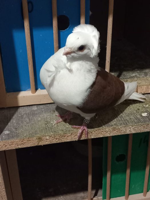 Pescarusi germani 200 roni