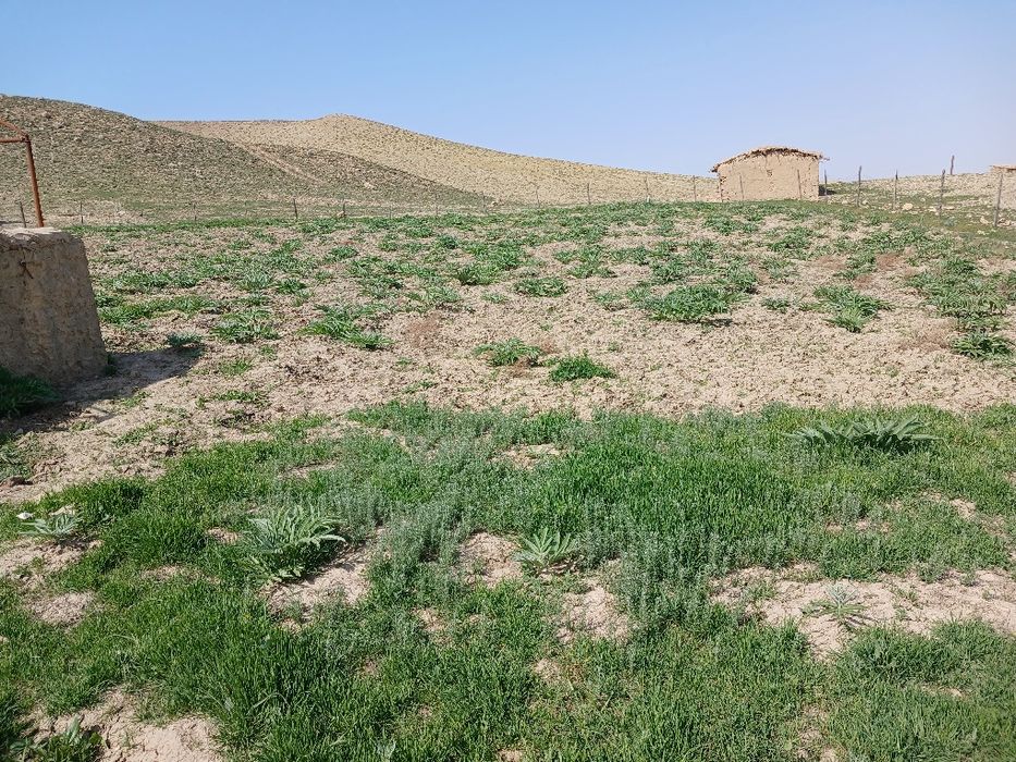 Ekib bergan ko‘chatlarimizga garantiya beramiz