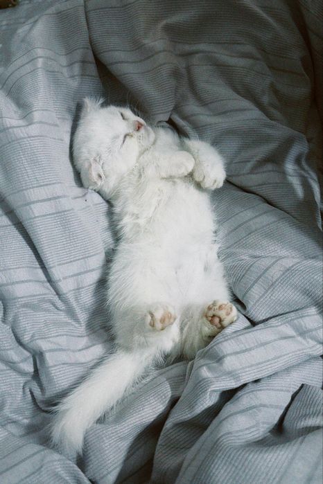 Продам вислоухую кошечку