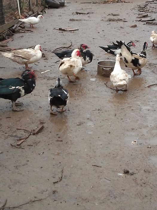 Rate crescute la curte