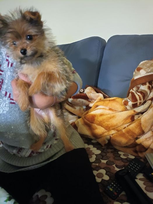 Мъжко куче юрки баща помернг маика юрки