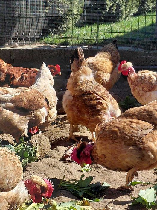 Продавам оплодени яйца от голошийки