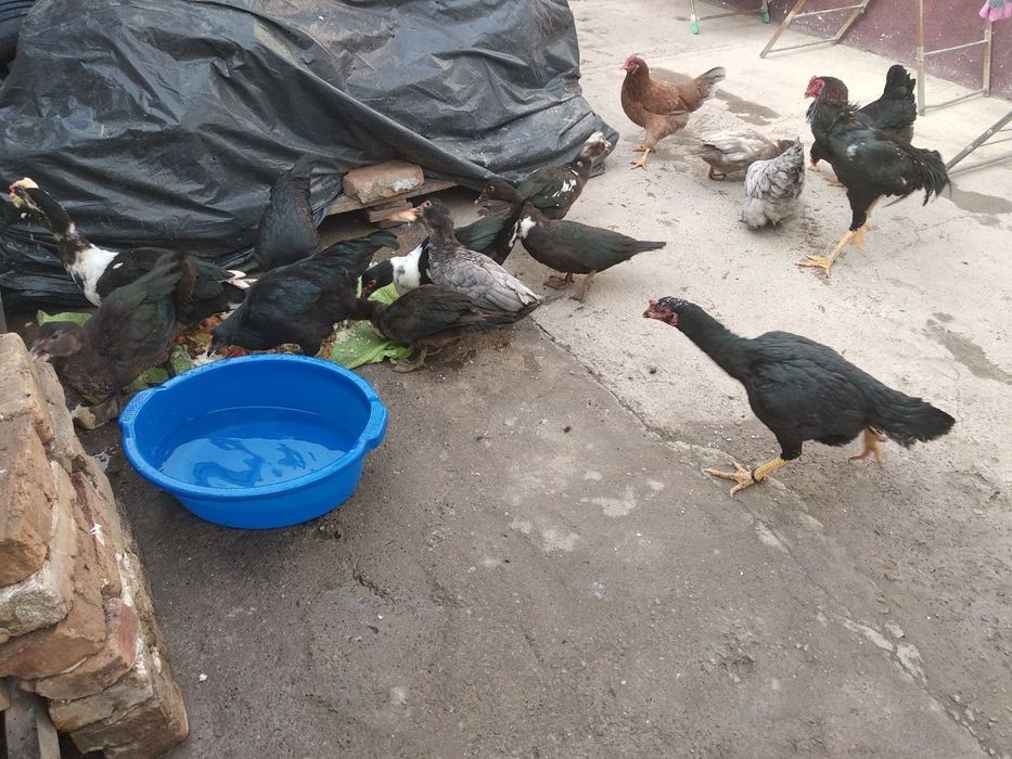 Срочна урдак товук сотилади далада бокилга тхумга якин касали йуп