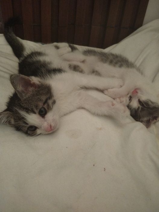 Отдам в добрые руки котёнка