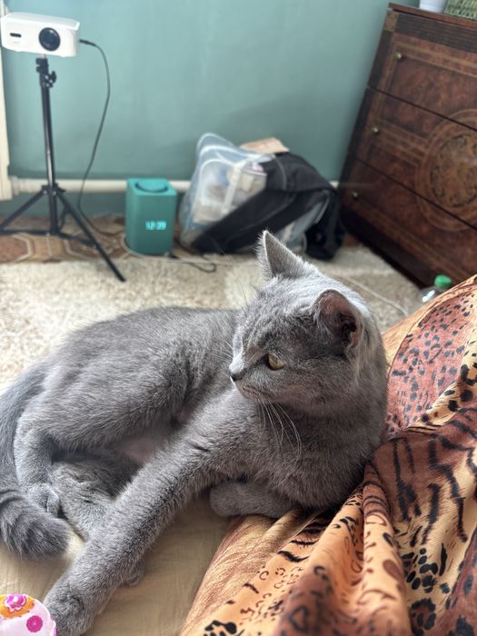 Котята бесплатно в хорошый руки