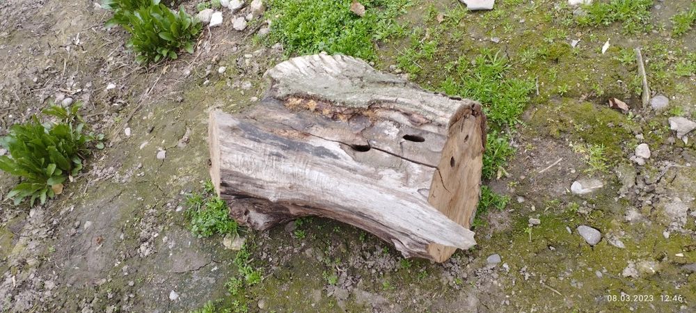 ПРОДАЮ (не покупаю) дрова распиленной на бруски орешины и тутовника