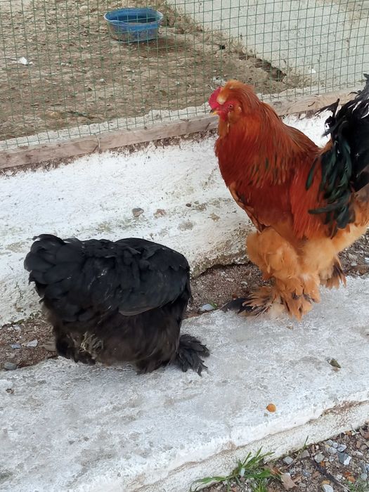 yangi tuxum, tovuq va tovus,