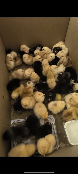 Яйца для инкубатора