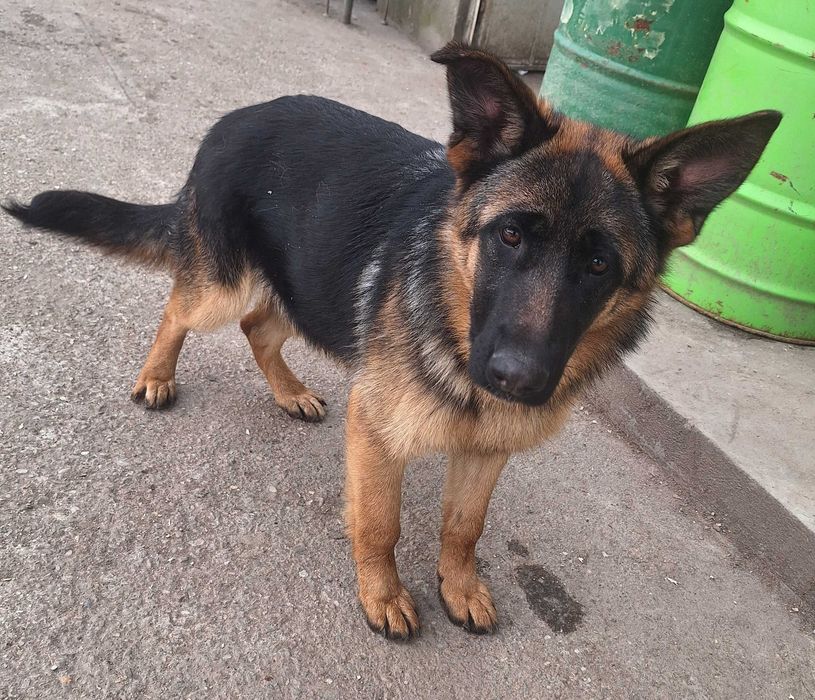 Pui Ciobanesc German Cu Pedigree