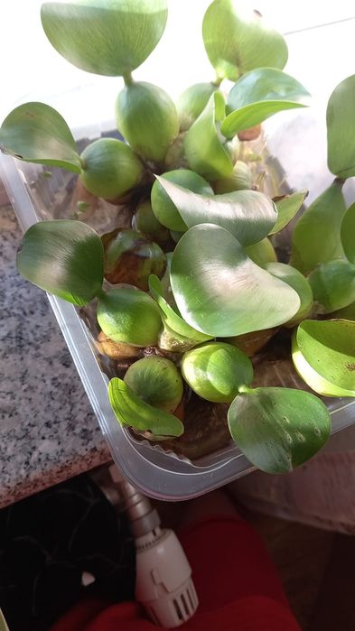 Ofertă. 20 buc . Zambile amazoniene , salata de Nil -pistia  .