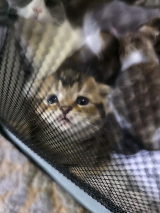 Котята, скотиш фолд