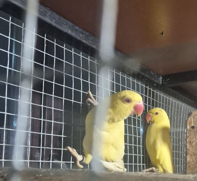 Vand pui micul alexandru