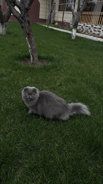 Scottish fold va strait