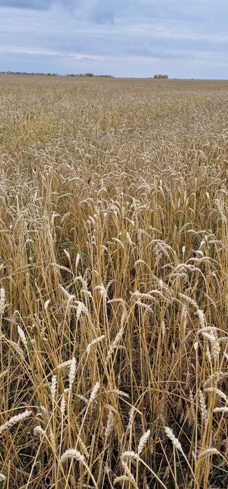 Продается земля (пашня)