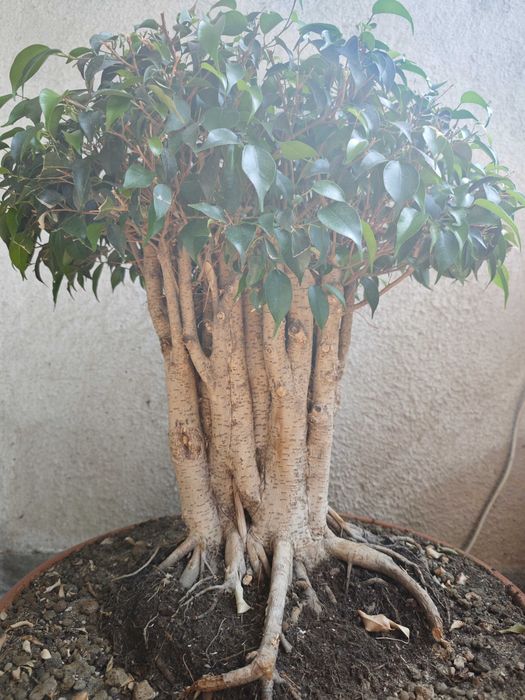 Фикус бенджамин бонсай