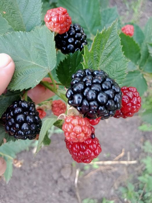 Продам саженцы ежевики