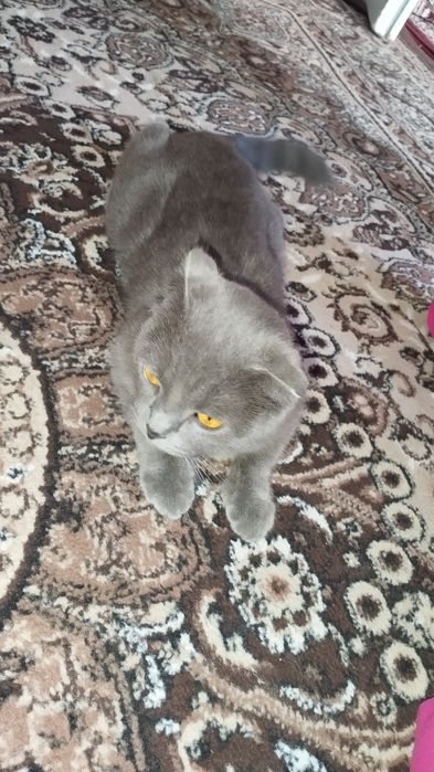 Скотиш фолд мальчик и девочка