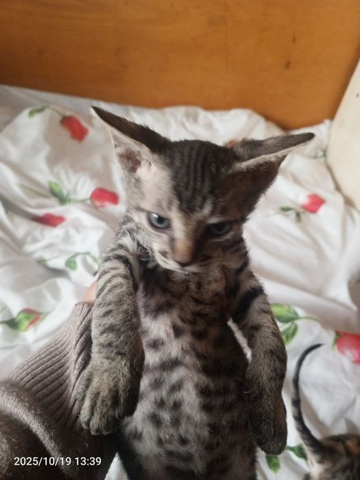 Zoti Sifinks  ikki oylik